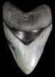 Beautiful Venice Megalodon Tooth #18313-1